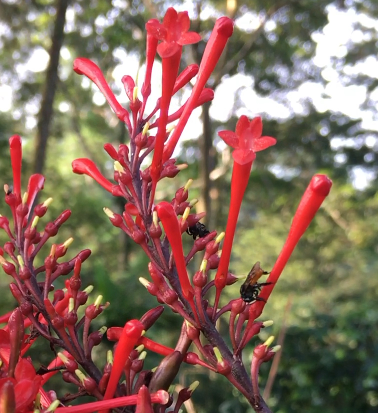 Stingless bees nectar-robbing firespike (*Odontonema cuspidatum*) flowers.