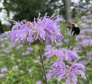 Bumble bee foraging on wild bergamot